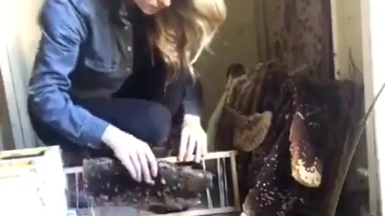 Move the Bees-Don't Call an Externimator-Save the Bees-Save the World