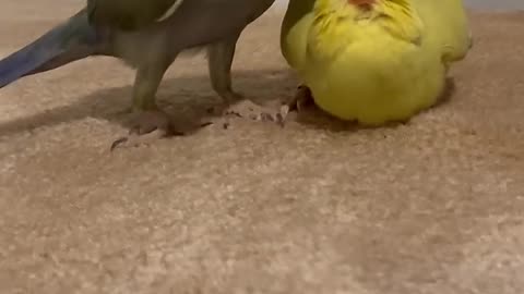 Aaaand… ✨pose✨ #funnyanimals #talkingparrot #talkingbird