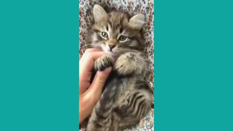 Cats and dogs Parr 15 2024