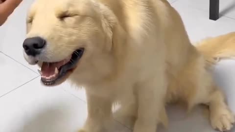 Dog Viral #shorts #viral #tranding #video