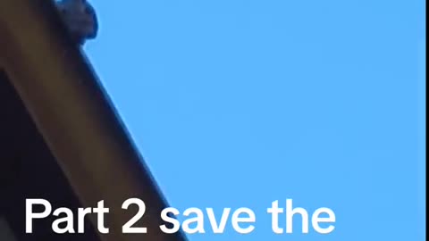 Part 2 Save the squirrel