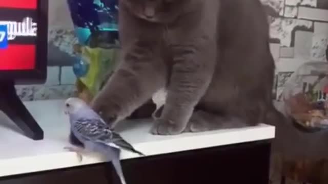 Loving parrots affectionately hug their cat friend