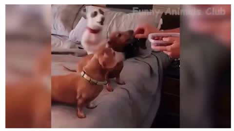 funny pets#funny#funny animals#pets