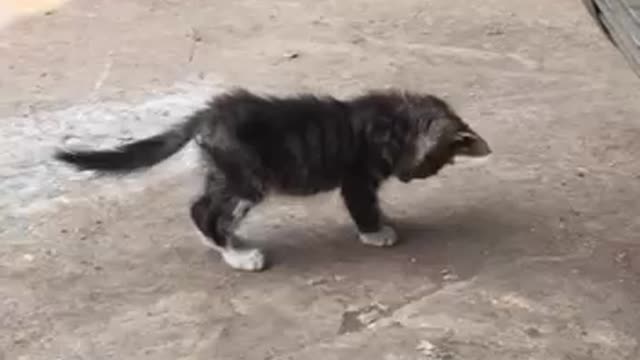 Cute Kitty is upset while playing with bugs and come