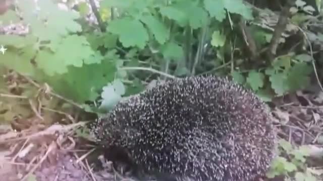 the hedgehog lost