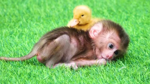 Are You Sleeping 🐵🐵🐵 Cute Monkey Sleeping With Yellow Duck Satisfying Funny Video Oddly