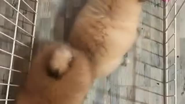 Animals Real 😹 - Best Of The 2020 #Funny Animals Videos - Try Not To Laugh