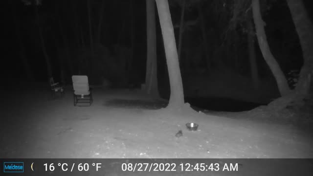 Is it a Trap - Young Possum Wary of the Bowl.