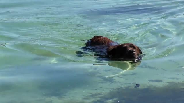 funny dog video