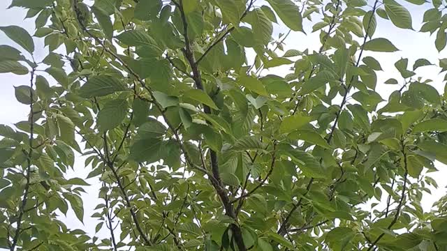 The cicadas are loud today