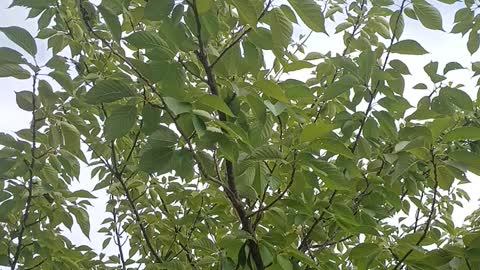 The cicadas are loud today