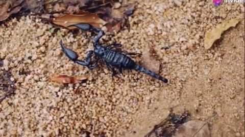 Meet the Deadly Desert Assassin Deathstalker Scorpion #shorts