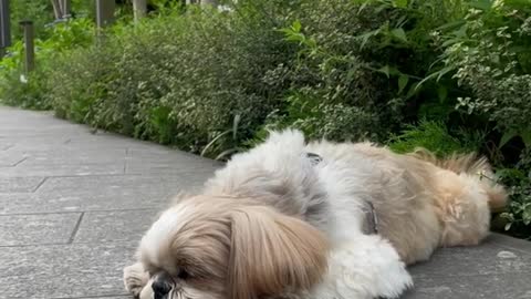 Puppy videos#cute animals videos