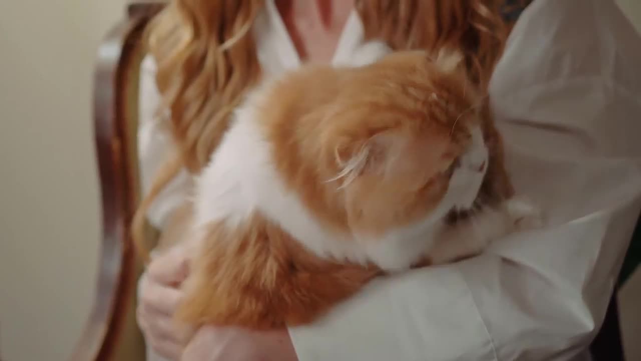 Baby Kittens - Funny Cat Compilation Video 2022