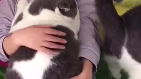 Lovely Cat, black cat, cats, funny cats, funny cat videos