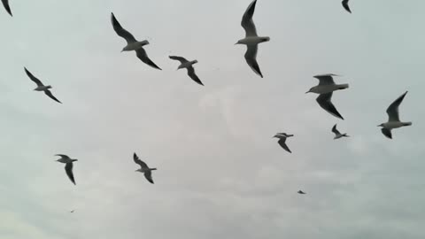 "Birds Soaring in the Sky"