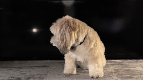 Cute shy Dog Pictorial