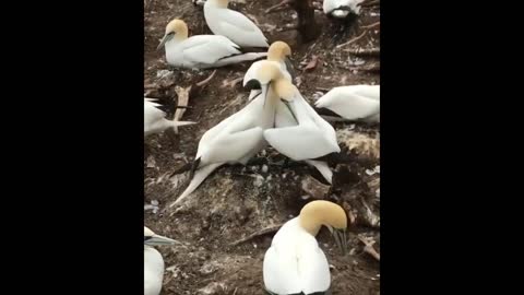 Funny Animals - Sweet birds