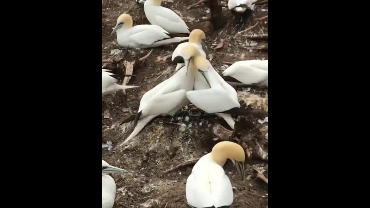 Funny Animals - Sweet birds