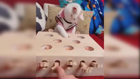 FunnyCatsBr 9
