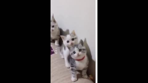 Baby Cats Cute and Funny Cat Videos Compilation
