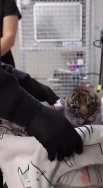 Ferocious baby Siberian tigers 😍