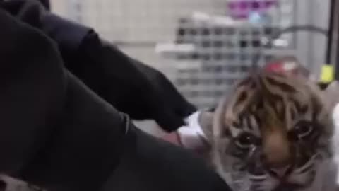 Ferocious baby Siberian tigers 😍