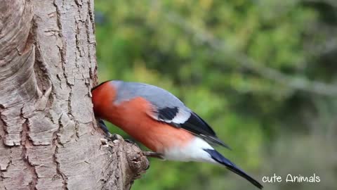 😍😍Cute Animals 😍😍