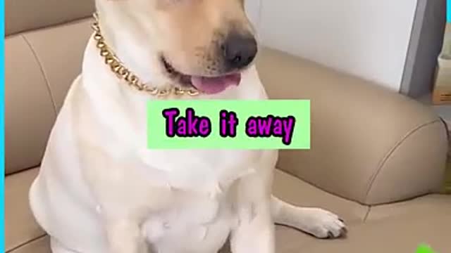 Dogs Eating time funny moments
