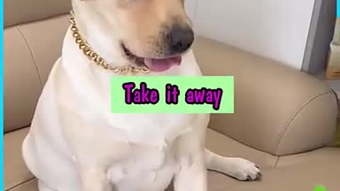 Dogs Eating time funny moments