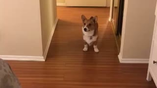 Corgi don’t want any of this