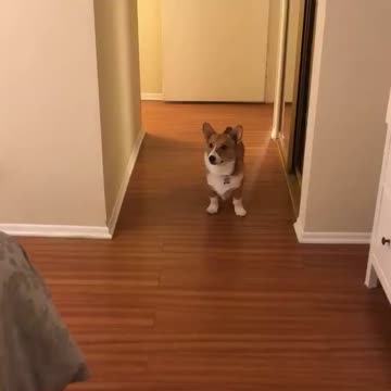 Corgi don’t want any of this