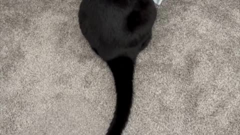 Cute Piper Cat Checks Out the Recycled Envelopes - Adopting a Cat from a Shelter Vlog #shorts