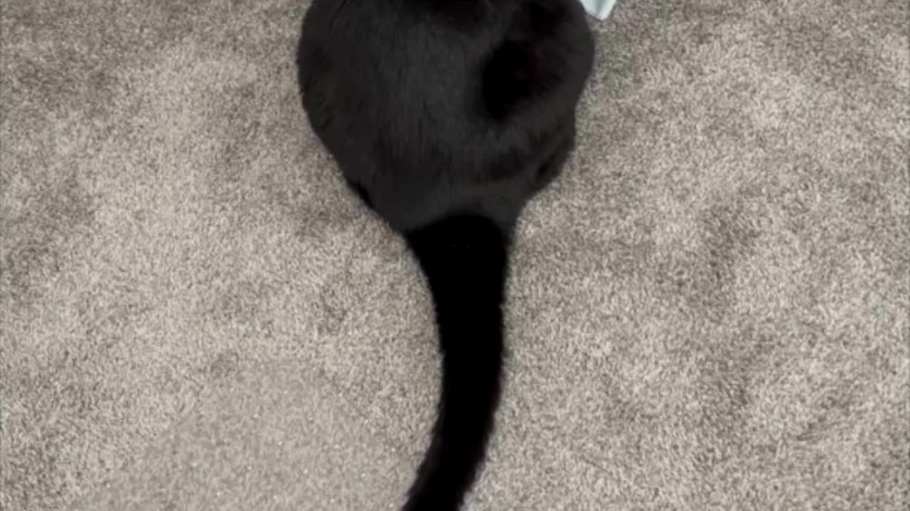 Cute Piper Cat Checks Out the Recycled Envelopes - Adopting a Cat from a Shelter Vlog #shorts
