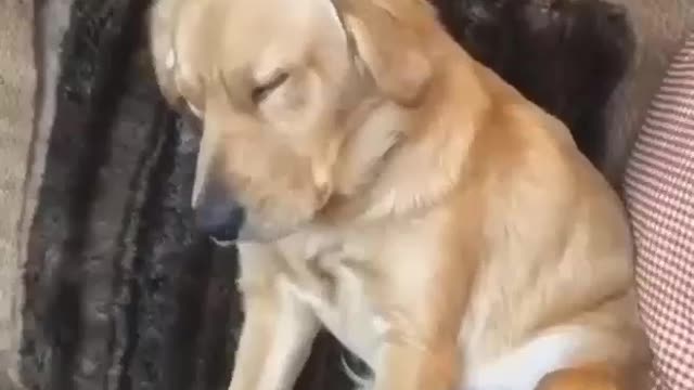 funny Dozing dog