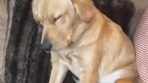 funny Dozing dog