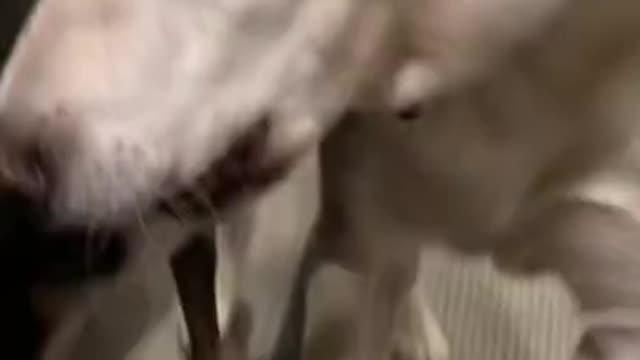 6.I got little legs..😅