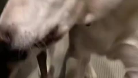 6.I got little legs..😅