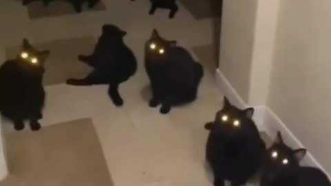 firefly eyes