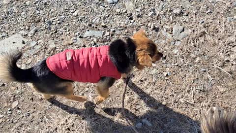 puppies taking a walk on a sunny day