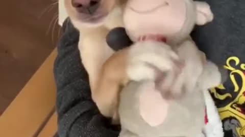 game dog