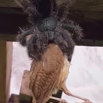 Large spider eating a bird