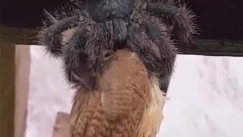 Large spider eating a bird
