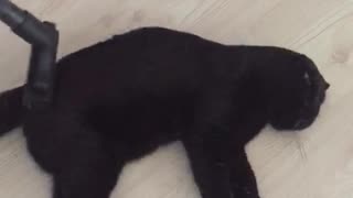 Cleaning Kitty with the Vacuum
