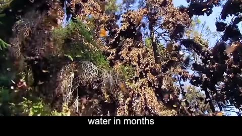 BUTTERFLIES/MOTH