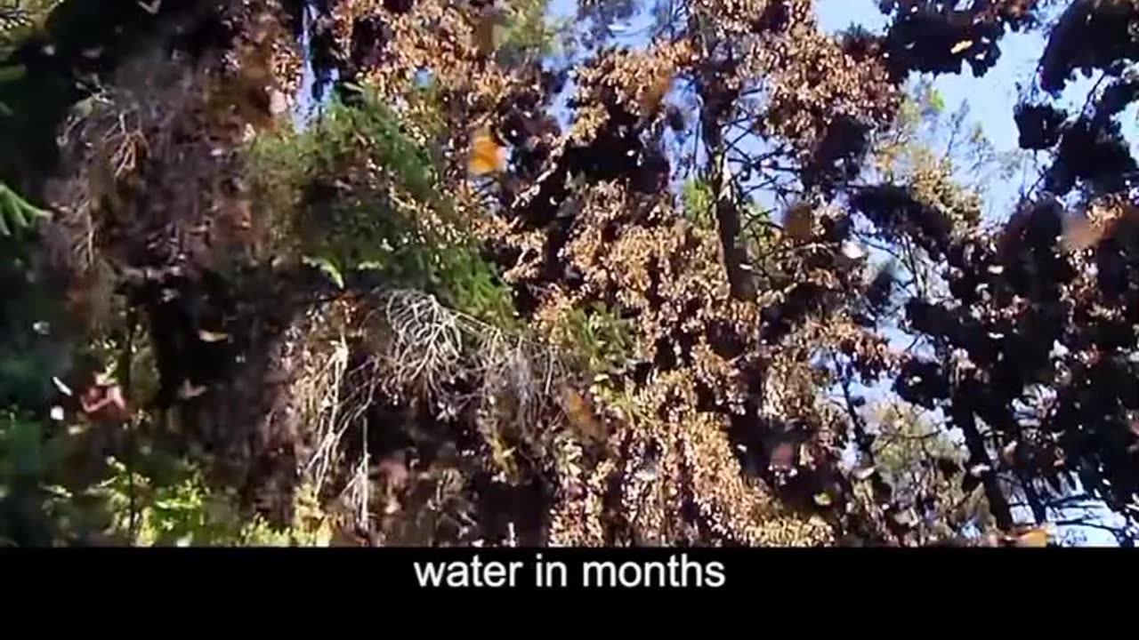 BUTTERFLIES/MOTH