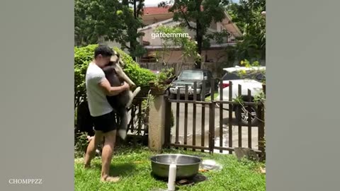 Huskies are the ultimate drama queens! Funny animals videos 2024