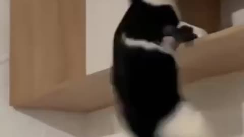 Funny animals 😎😋funny moments 😋😎😍