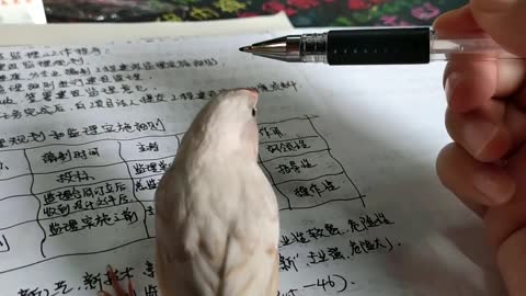 【Pearl Bird】Mom, a silly bird disturbs my study