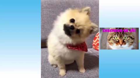 FUNNY CATS TAKING SCARE IN THE MIRROR / FUNNY ANIMALS VIDEOS